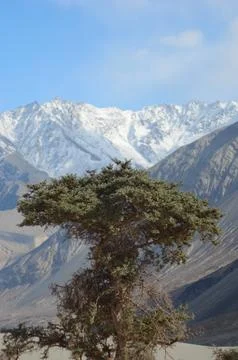 A twisted pine tree against a backdrop of snow-covered mountains Stock Photos