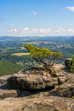 Twisted pine tree growing on rocky cliff at Lilienstein in Saxon Switzerlan.. Stock Photos