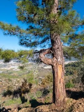 A twisted pine tree perched on top of a hill against a mediterranean rural .. Foto stock