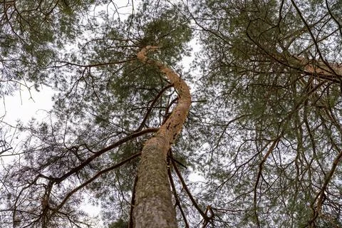 Twisted pine trunk in a forest in the Czech Republic Stock Photos