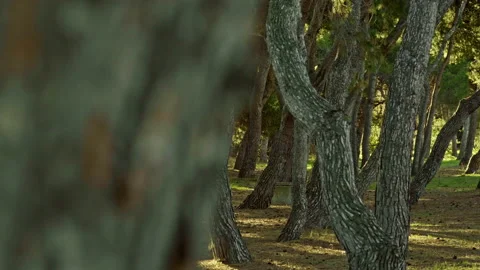 Twisted pines and straight trunks illuminated by the first light of dawn Stock Footage 195622715