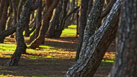 Twisted pines and straight trunks illuminated by the first light of dawn Stock Footage 195654264