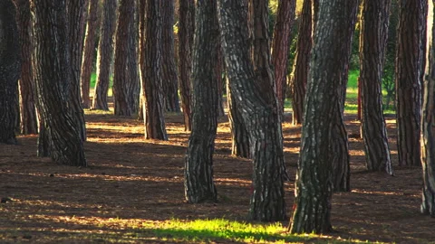 Twisted pines and straight trunks illuminated by the first light of dawn Stock Footage 195656062