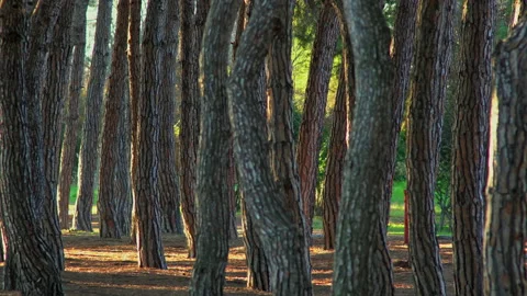 Twisted pines and straight trunks illuminated by the first light of dawn Stock Footage 195656513