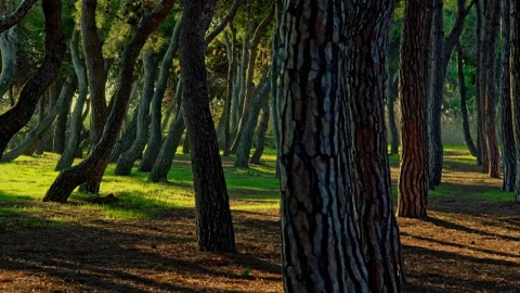 Twisted pines and straight trunks illuminated by the first light of dawn Stock Footage 195660559