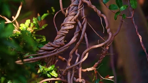 Twisted plant vines Stock Footage 346187121