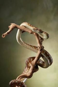 Twisted Python on Branch 写真素材