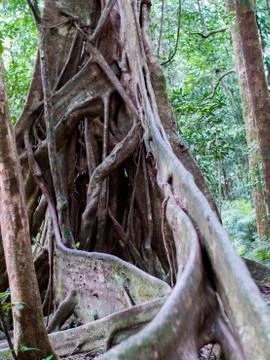 Twisted rain forest tree Stock Photos