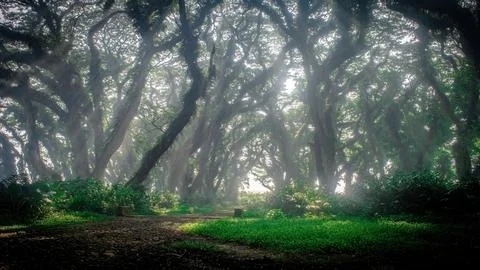 Twisted rain trees with mossy vines and sunbeams through mist in Jawatan fo.. Photos
