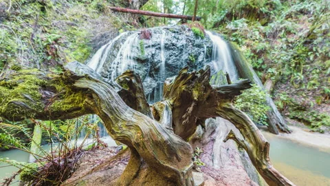 Twisted Root System in Front of Waterfall Timelapse 8k Stock Footage 217775698
