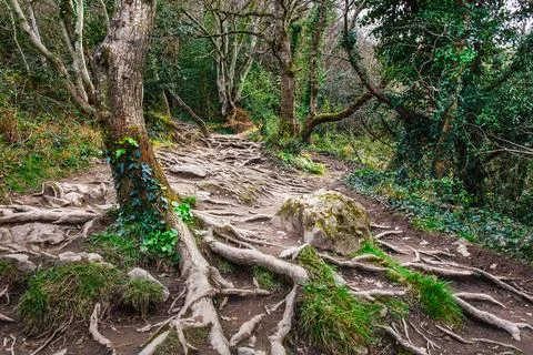 Twisted Roots And Mossy Stones On A Forest Trail Stock Photos