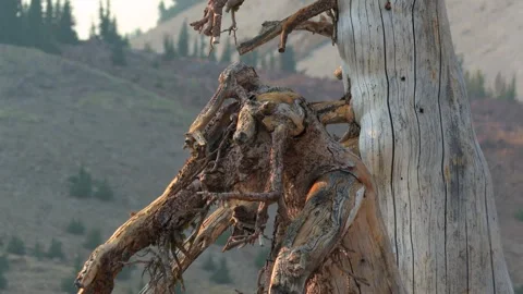 Twisted roots clinging to a dead tree trunk in Lassen Volcanic National Park Stock Footage 340026257