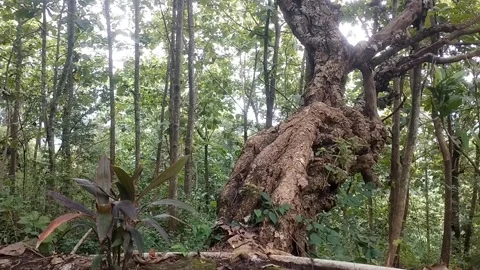 Twisted Roots in the Forest Stock Footage 329534865