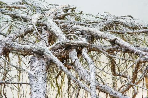 The twisted roots of a old large tree that grows bigger. The concept of growt 스톡 사진