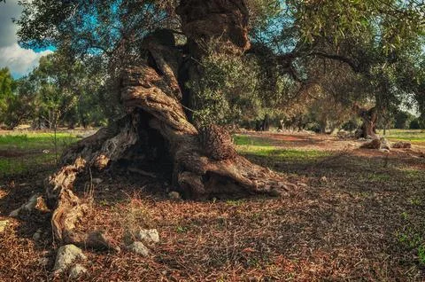 Twisted roots of old olive tree. Photos
