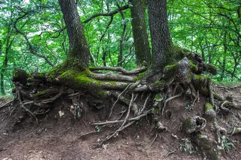 Twisted roots of old trees Stock Photos