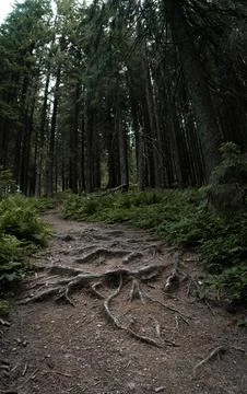 The twisted roots of the trees have surfaced along the forest trail Stock Photos