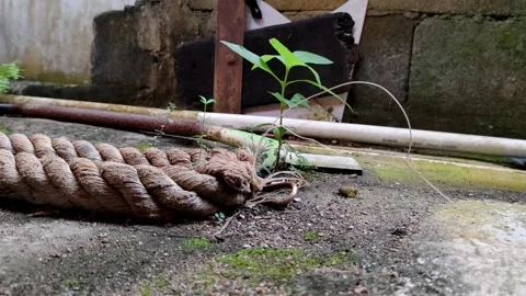 A Twisted Rope and Sprouting Plant in an Urban Alleyway Stock Footage 304977203