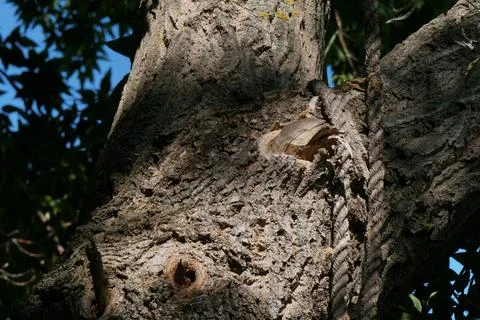Twisted rope. Stock Photos