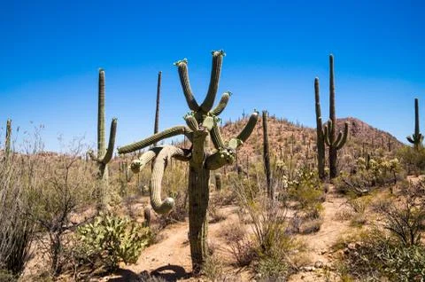 Twisted saguaro Stock Photos