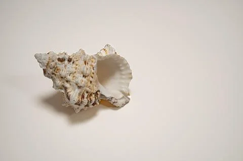 A twisted seashell on a white background Stock Photos