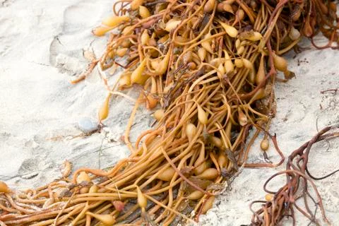 Twisted Seaweed Stock Photos