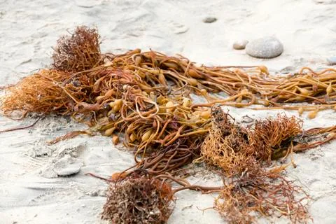 Twisted Seaweed Stock Photos