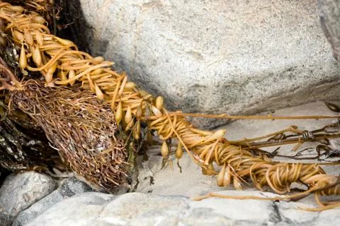Twisted Seaweed Stock Photos