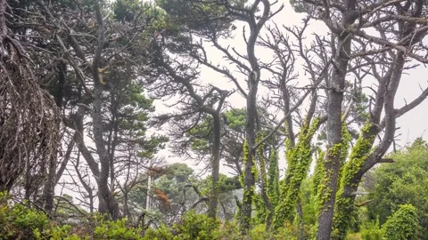 Twisted Shore Pine Trees on the Coast of Oregon near Sand Lake Stock Footage 326708198