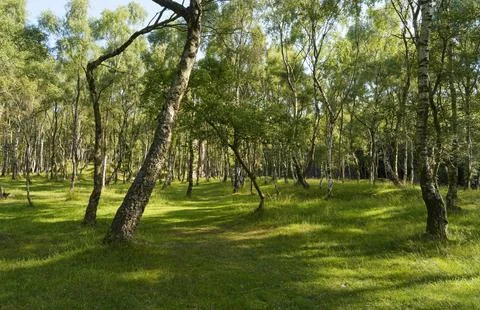 Twisted Silver Birch trees in Bolehill Quarry, Derbyshire. Stock Photos
