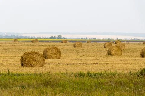 Twisted straw on the field. Stock Photos