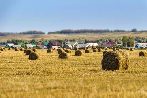 Twisted straw on the field Stock Photos