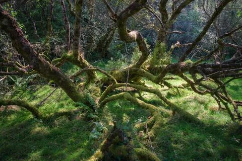 Twisted tangle of mossy tree trunks in Xistral Abadin Galicia Foto stock