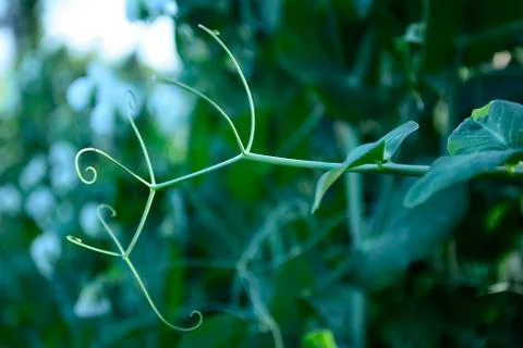 Twisted tendrils of pea Fotos de archivo