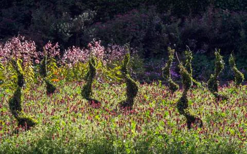 Twisted topiary garden Stock Photos