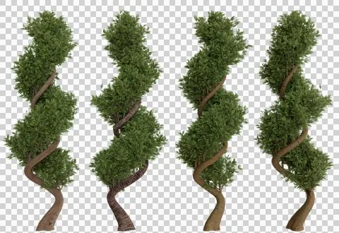 Twisted topiary trees isolated Stock Photos
