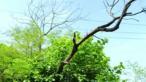 Twisted Tree Against Blue Sky Видео 343910028