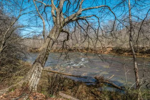 Twisted tree along the river Stock Photos