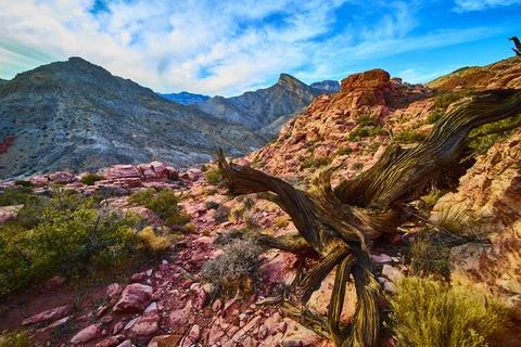 Twisted Tree and Red Rock Canyon Desert Vista Elevated View Stock-Fotos