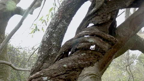Twisted tree bark tracking along trunk from base to twist to branch to leaves Stock Footage 98516201