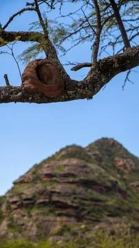 Twisted tree branch holds a rough, brown Rufous Hornero nest Stock Photos