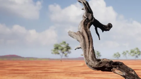 Twisted Tree Branch Stands Alone in the Vast Australian Outback Under the Sky Видео 344548527