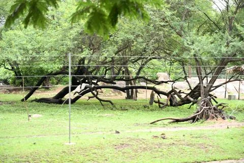 Twisted tree branches across green woodland landscape in wildlife park habita Stock Photos