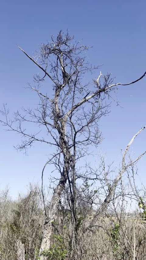 Twisted Tree Branches and Blue Sky, Nature Vertical Video Stock Footage 308420911