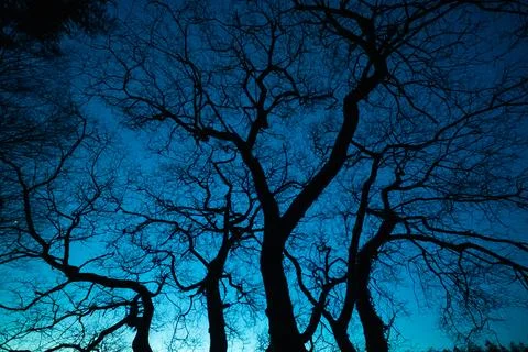 Twisted tree branches and night sky Stock Photos