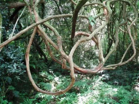 Twisted tree branches in a dense forest with green leaves Stock Photos