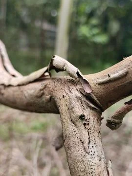 Twisted tree branches in a forest setting Stock Photos