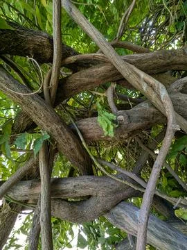 Twisted tree branches interwoven in serene outdoor setting close-up view be.. Stock Photos