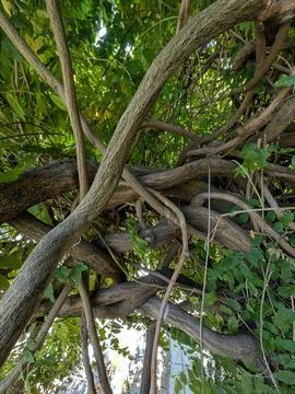 Twisted tree branches interwoven in serene outdoor setting low angle lookin.. Stock Photos