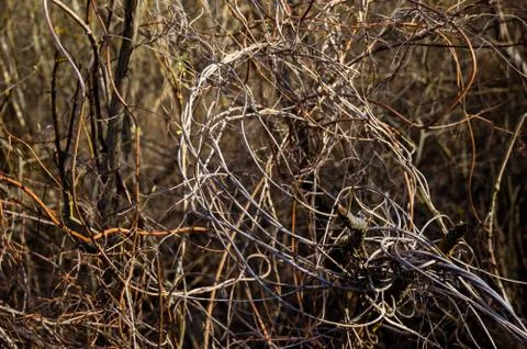 Twisted tree branches Stock Photos